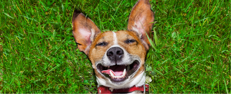 Boost Your Pet’s Immunity: The Best Vitamins for Disease Prevention