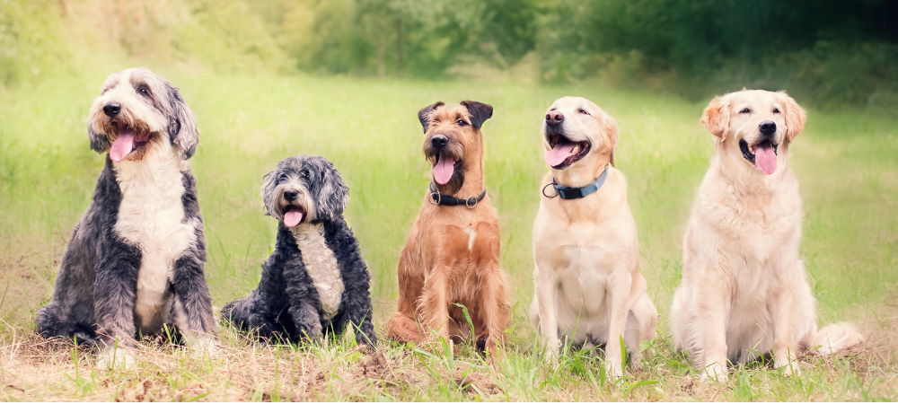 Does Your Pet Need Probiotics? Signs of Poor Gut Health and How to Fix It