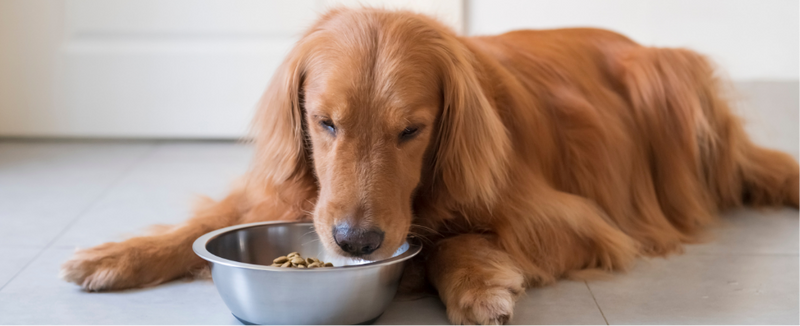 Multivitamins for Dogs: Are They Necessary or Just a Luxury?