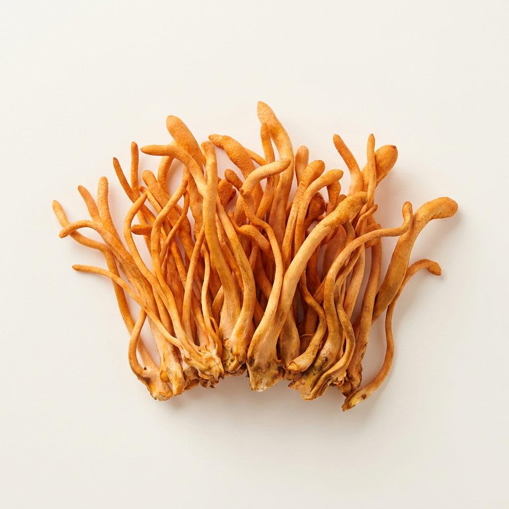 Cordyceps