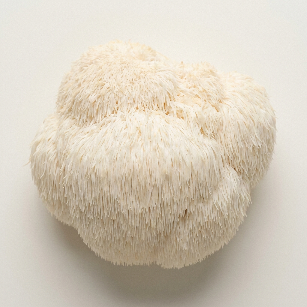 Lion’s Mane