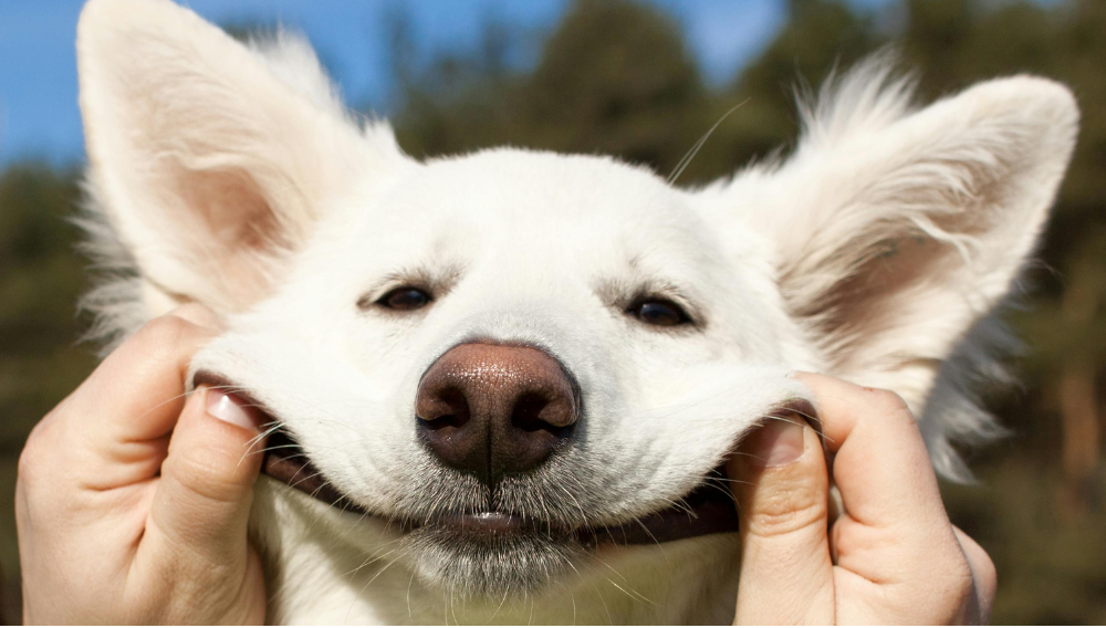 5 Life-Changing Benefits of Switching to a Raw Dog Food Diet