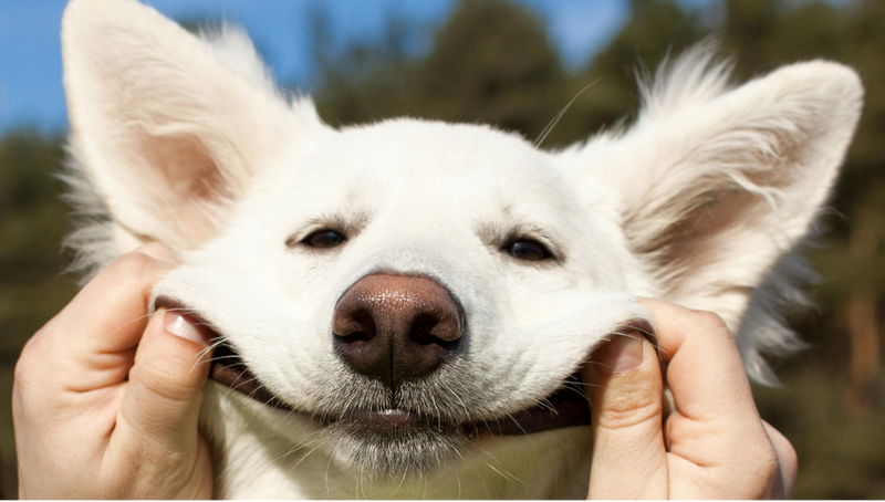 5 Life-Changing Benefits of Switching to a Raw Dog Food Diet