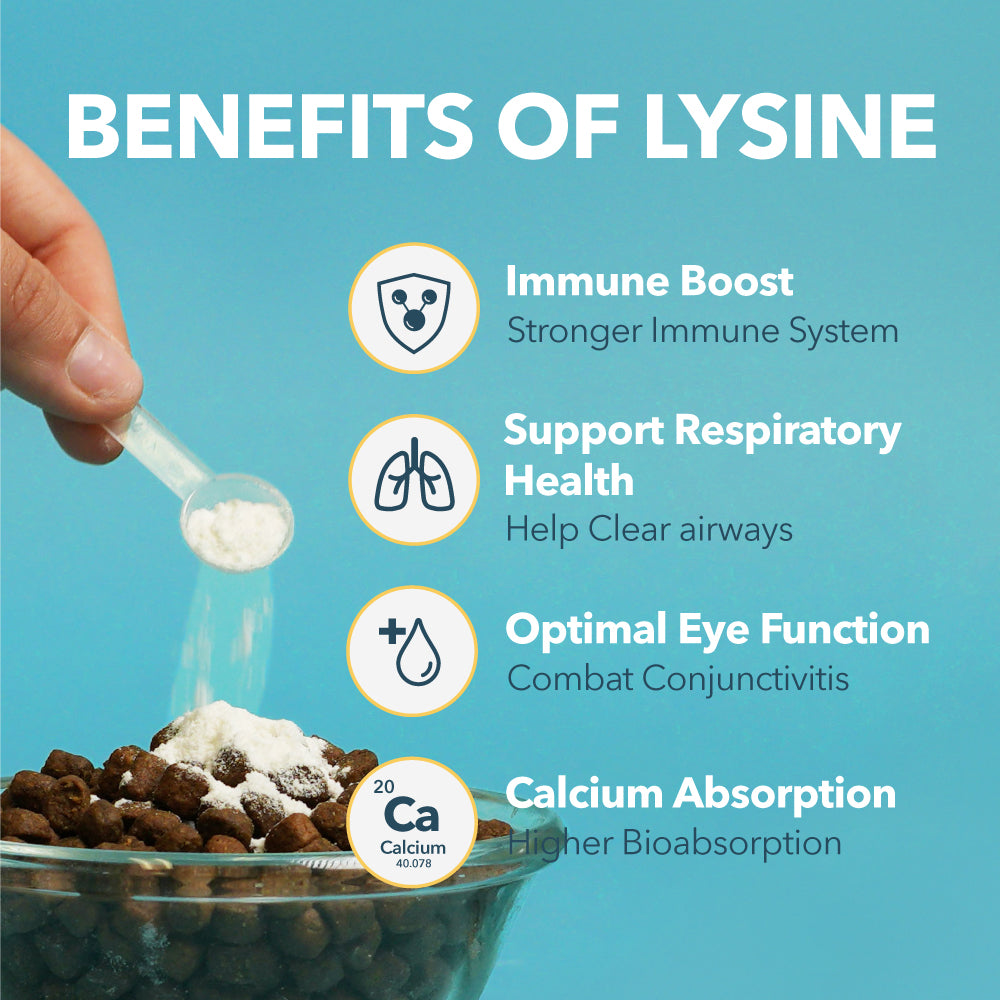 Lysine Powder