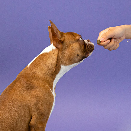 Allergy Immune Treats