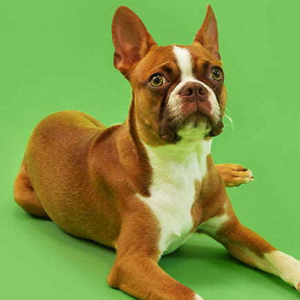 Green Lipped Mussel Powder