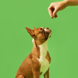 Probiotic Treats · 4 Billion CFU