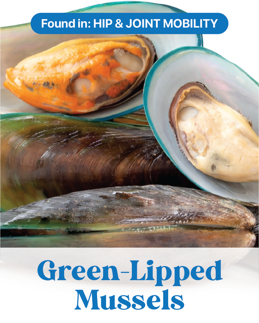 Green-Lipped Mussels
