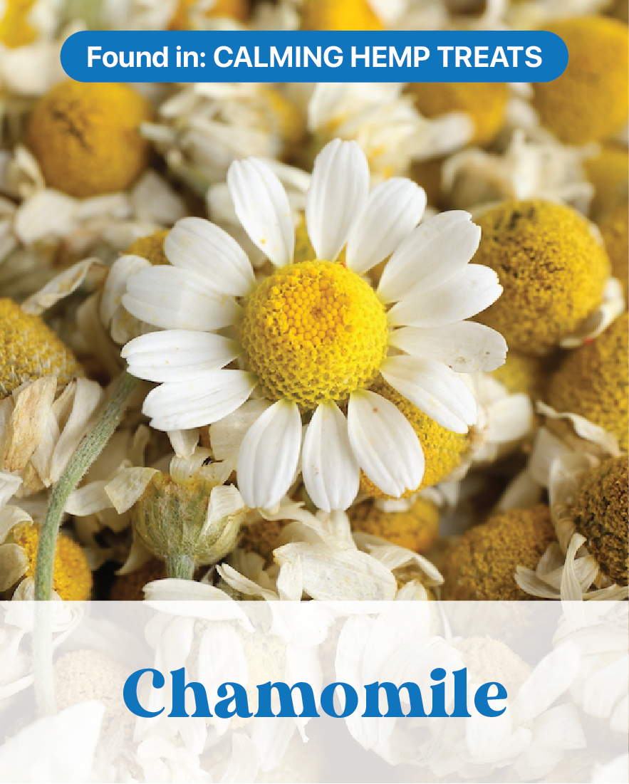 Chamomile